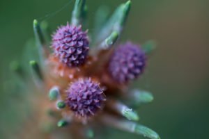 Close-up of Pine inflorescence Close-up of Pine inflorescence
